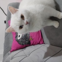 British Shorthair, Kedi  Lawinya fotoğrafı