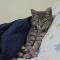 Brazilian Shorthair, Kedi  Kontes fotoğrafı