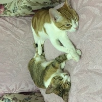 Tekir Kedi, Kedi  Waffle fotoğrafı