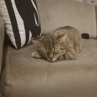 Tekir Kedi, Kedi  Mia fotoğrafı
