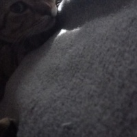 Tekir Kedi, Kedi  Mia fotoğrafı