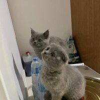 British Shorthair, Kedi  Bal ve Kardeşleri fotoğrafı