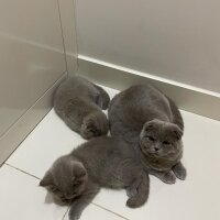 British Shorthair, Kedi  Bal ve Kardeşleri fotoğrafı