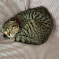 Scottish Fold, Kedi  Şila fotoğrafı