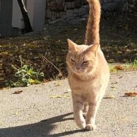 Ankara Kedisi, Kedi  Vincent fotoğrafı