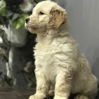 Poodle (Minyatür Kaniş), Köpek  GOLDENDOODLE bebeklerimiz yeni yuvaları için hazır fotoğrafı