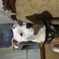 Amerikan Pitbull Terrier, Köpek  Babiş fotoğrafı