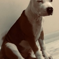 Amerikan Pitbull Terrier, Köpek  Babiş fotoğrafı