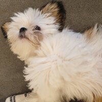 Shih Tzu, Köpek  Cookie fotoğrafı