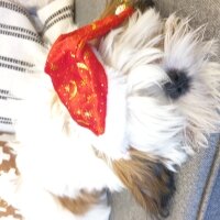 Shih Tzu, Köpek  Cookie fotoğrafı