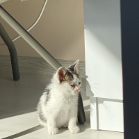 Tekir Kedi, Kedi  Turşu fotoğrafı