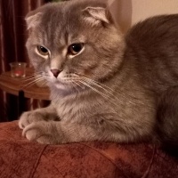 Scottish Fold, Kedi  Bıdık fotoğrafı