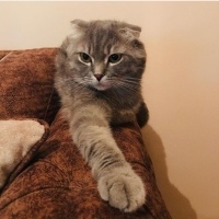 Scottish Fold, Kedi  Bıdık fotoğrafı