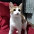 Minnoş
