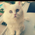 Pamuk