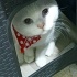 Bulut