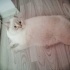 Bulut