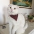 Bulut
