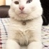 Bulut