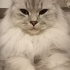 Minnoş
