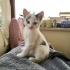 Bulut