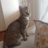 Minnoş