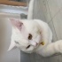 Bulut