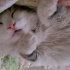 Pamuk
