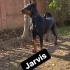 Jarvis
