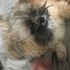 Pavlov