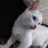 Pamuk