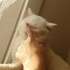 Bulut