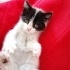 Bulut