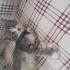 Pamuk