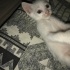 Pamuk