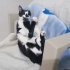 Boncuk