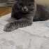 Paşa