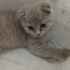 Bulut