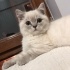 Bulut