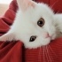 Bulut