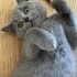Duman