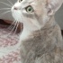 Bulut
