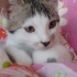 Bulut