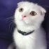 Bulut