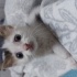 Boncuk