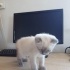 Boncuk