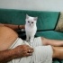 Bulut