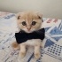 Bulut