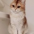 Boncuk