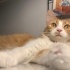 Bal